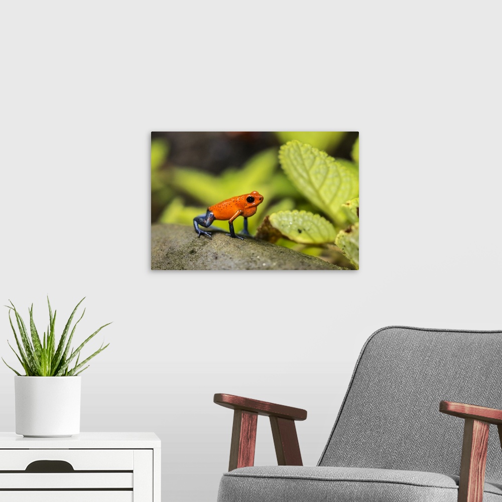 A modern room featuring Costa Rica, Sarapique River Valley. Strawberry poison dart frog on plant. Credit: Cathy & Gordon ...