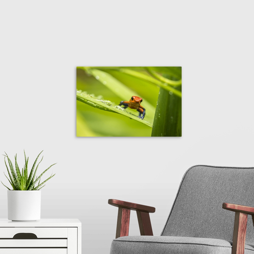 A modern room featuring Costa Rica, Sarapique River Valley. Strawberry poison dart frog on plant. Credit: Cathy & Gordon ...