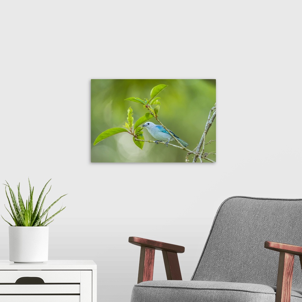 A modern room featuring Costa Rica, Sarapiqui River Valley. Blue-grey tanager on limb. Credit: Cathy & Gordon Illg / Jayn...