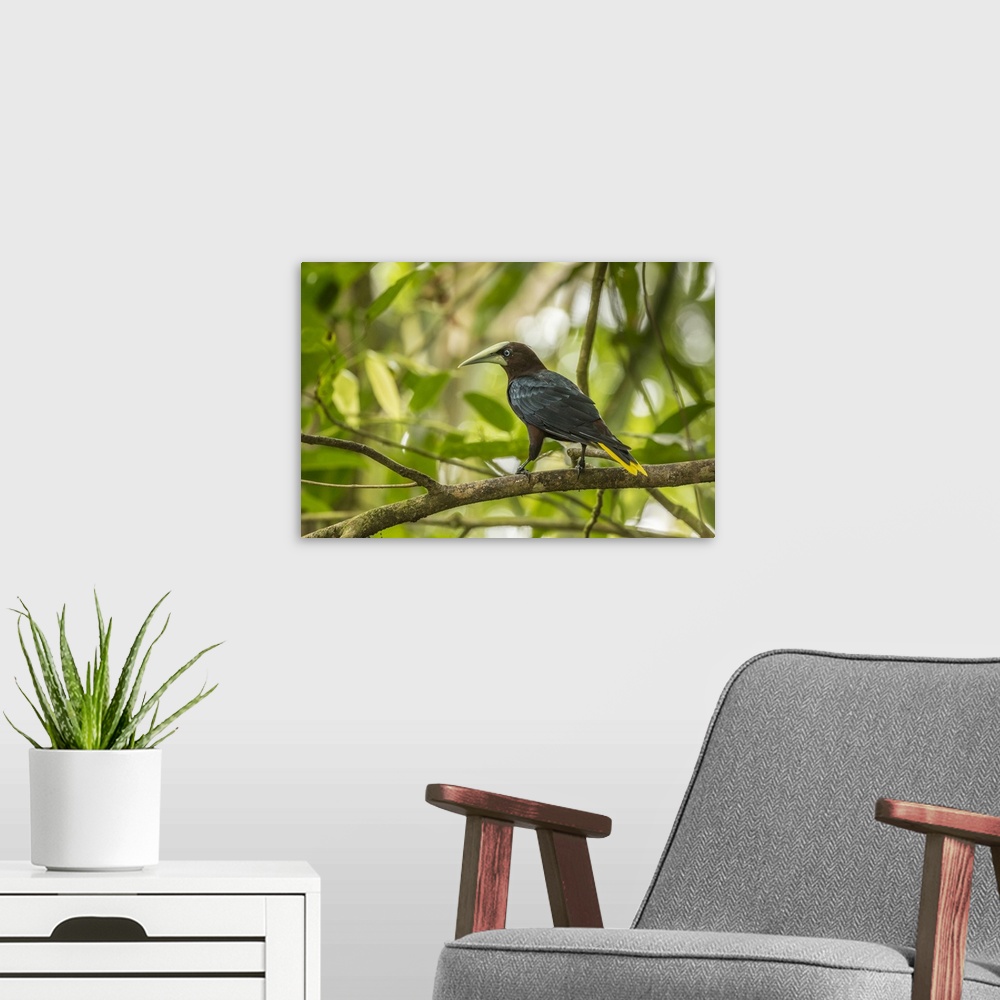 A modern room featuring Costa Rica, Sarapiqui River Valley. Chestnut-headed oropendola bird on limb. Credit: Cathy & Gord...