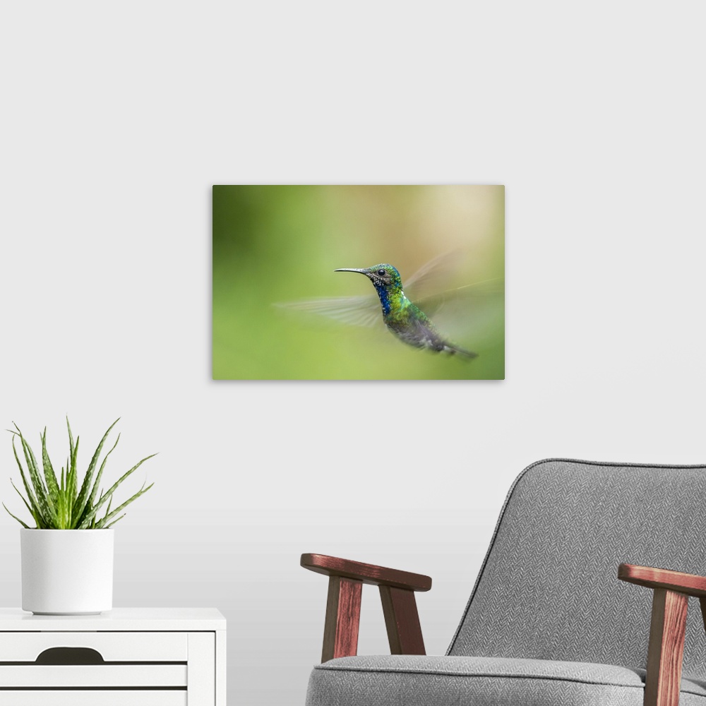 A modern room featuring Costa Rica, Sarapiqui River Valley. Male white-necked jacobin flying. Credit: Cathy & Gordon Illg...
