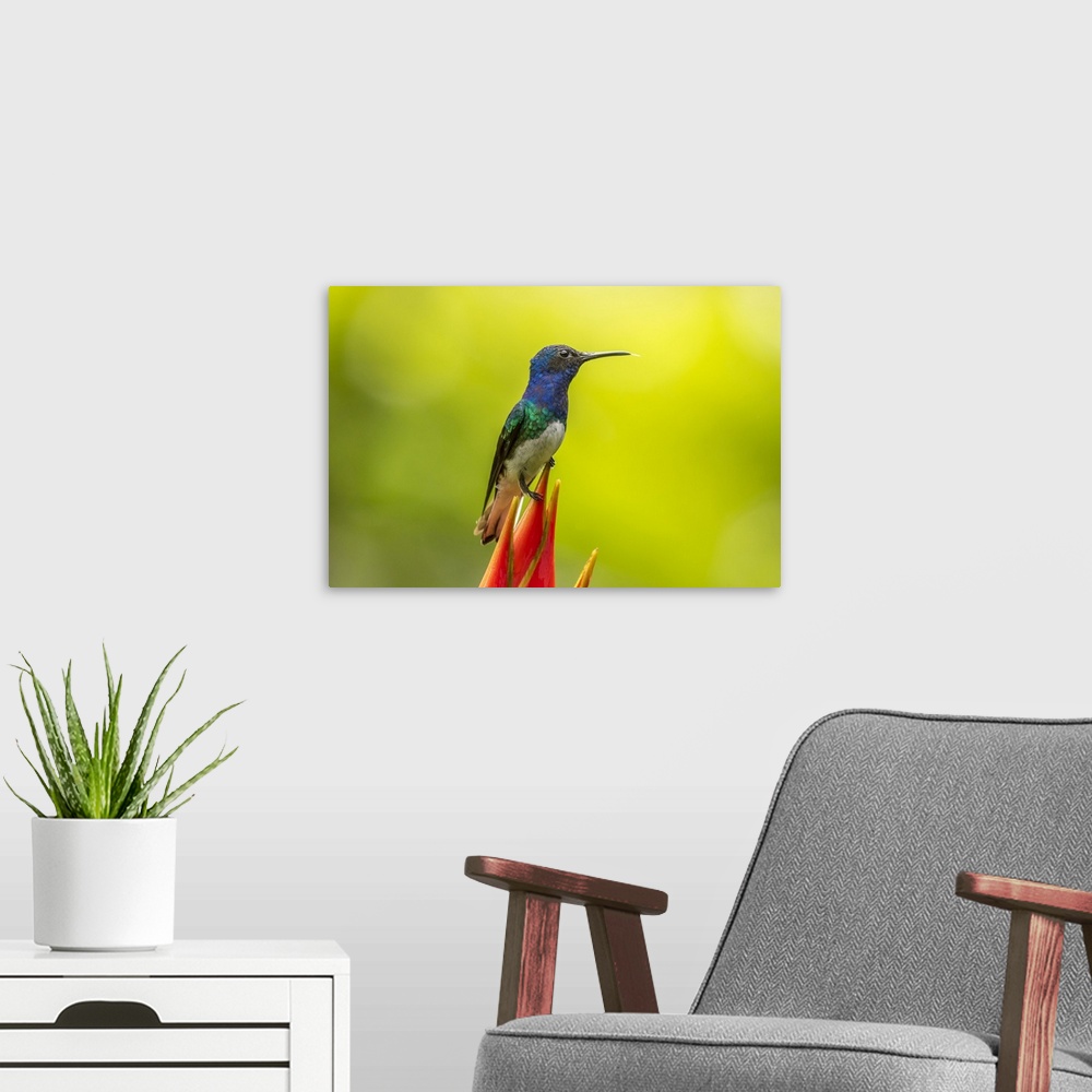 A modern room featuring Costa Rica, Sarapiqui River Valley. Male white-necked jacobin on heliconia. Credit: Cathy & Gordo...
