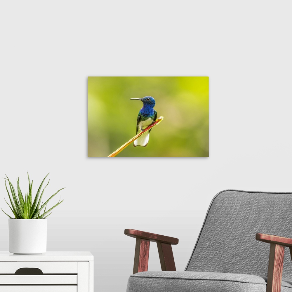 A modern room featuring Costa Rica, Sarapiqui River Valley. Male white-necked jacobin on leaf. Credit: Cathy & Gordon Ill...