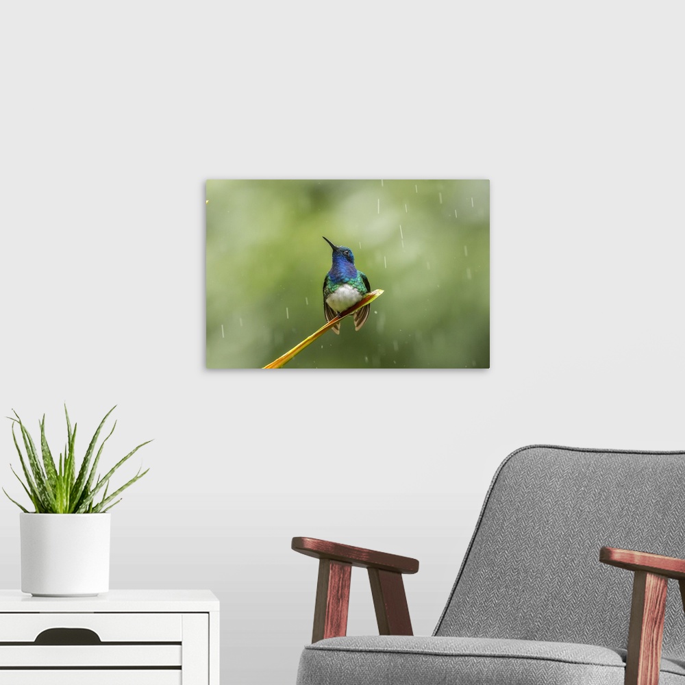 A modern room featuring Costa Rica, Sarapiqui River Valley. Male white-necked jacobin on leaf in rain. Credit: Cathy & Go...