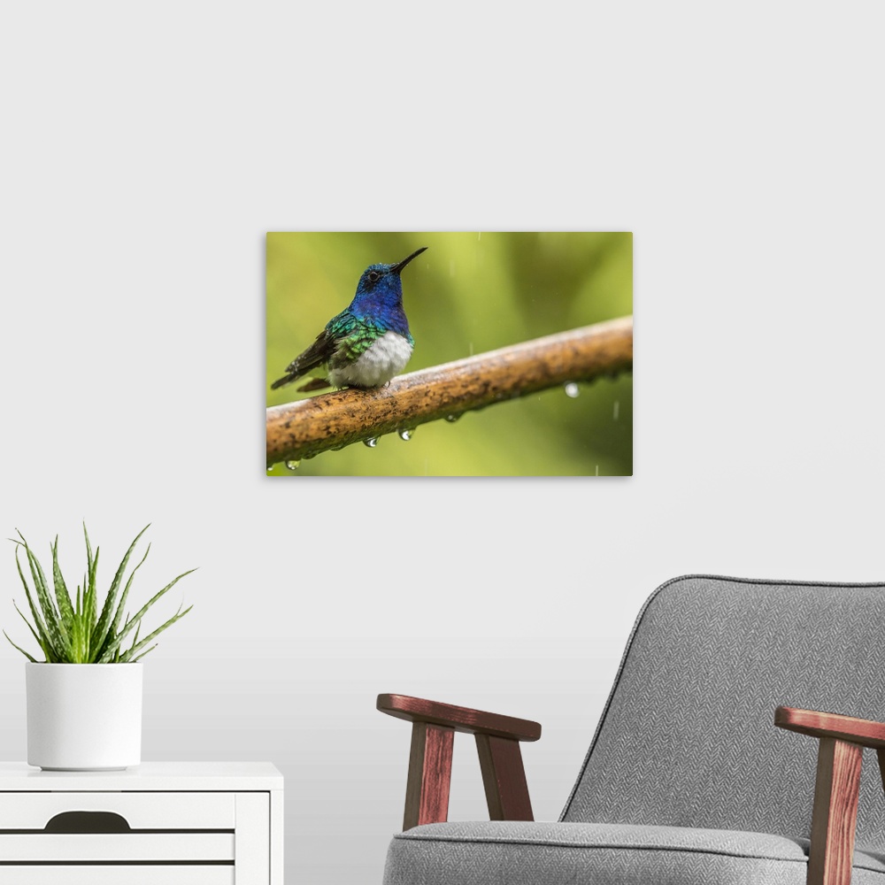 A modern room featuring Costa Rica, Sarapiqui River Valley. Male white-necked jacobin on limb in rain. Credit: Cathy & Go...