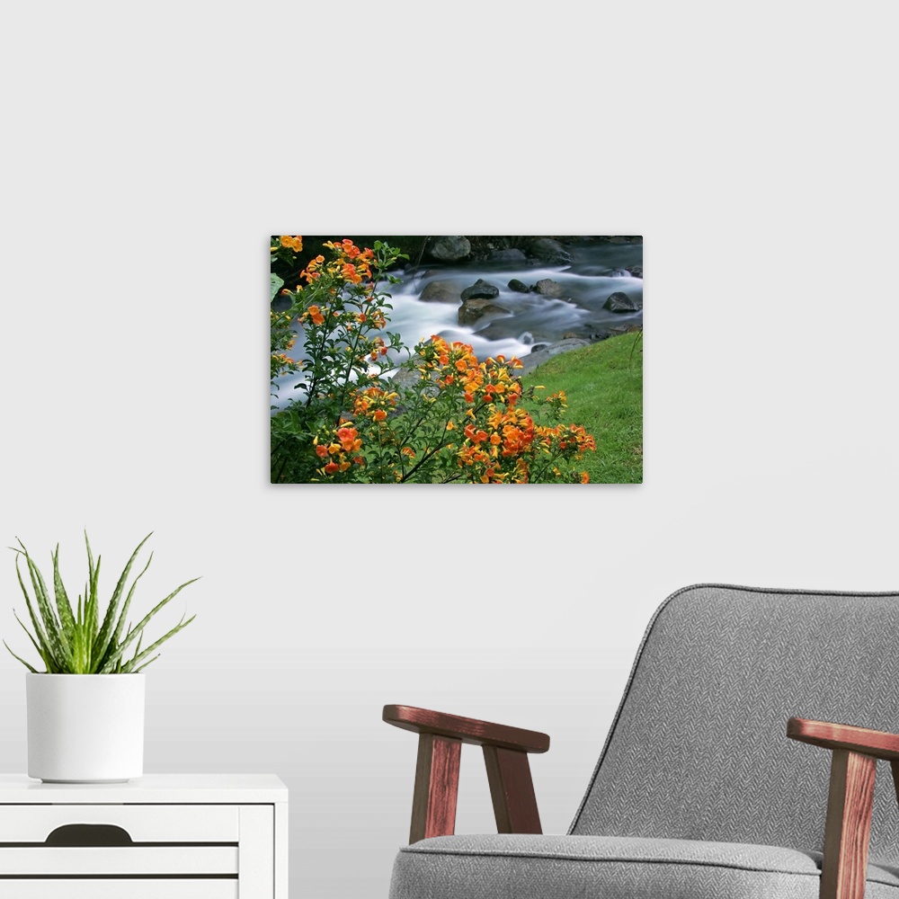 A modern room featuring Costa Rica, Savegre River Valley. Blooming flowers above the Savegre River.
