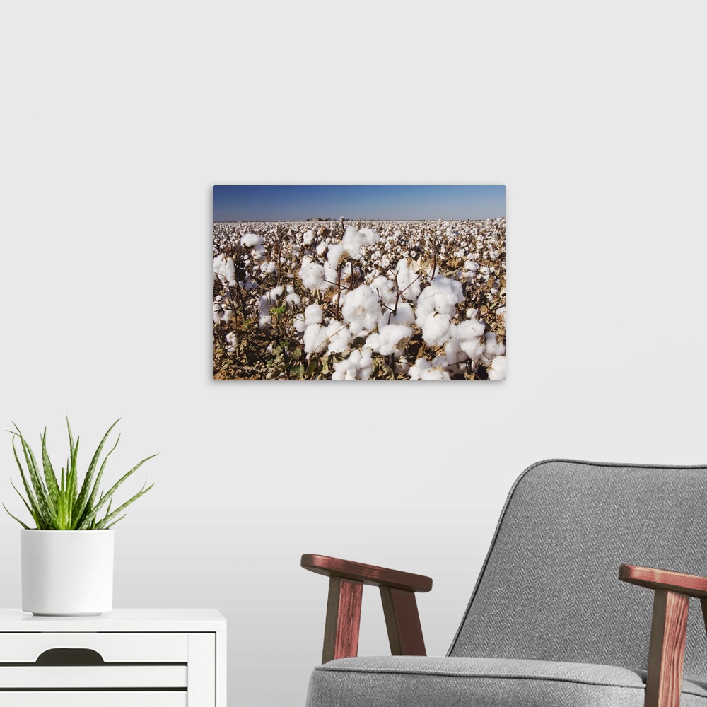 A modern room featuring Cotton Plant, Gossypium hirsutum, cotton field, Lubbock, Panhandle, Texas, USA, September 2006