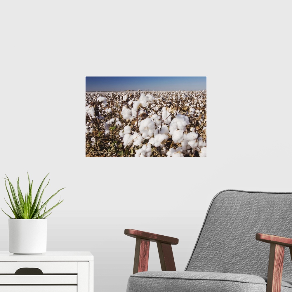 A modern room featuring Cotton Plant, Gossypium hirsutum, cotton field, Lubbock, Panhandle, Texas, USA, September 2006
