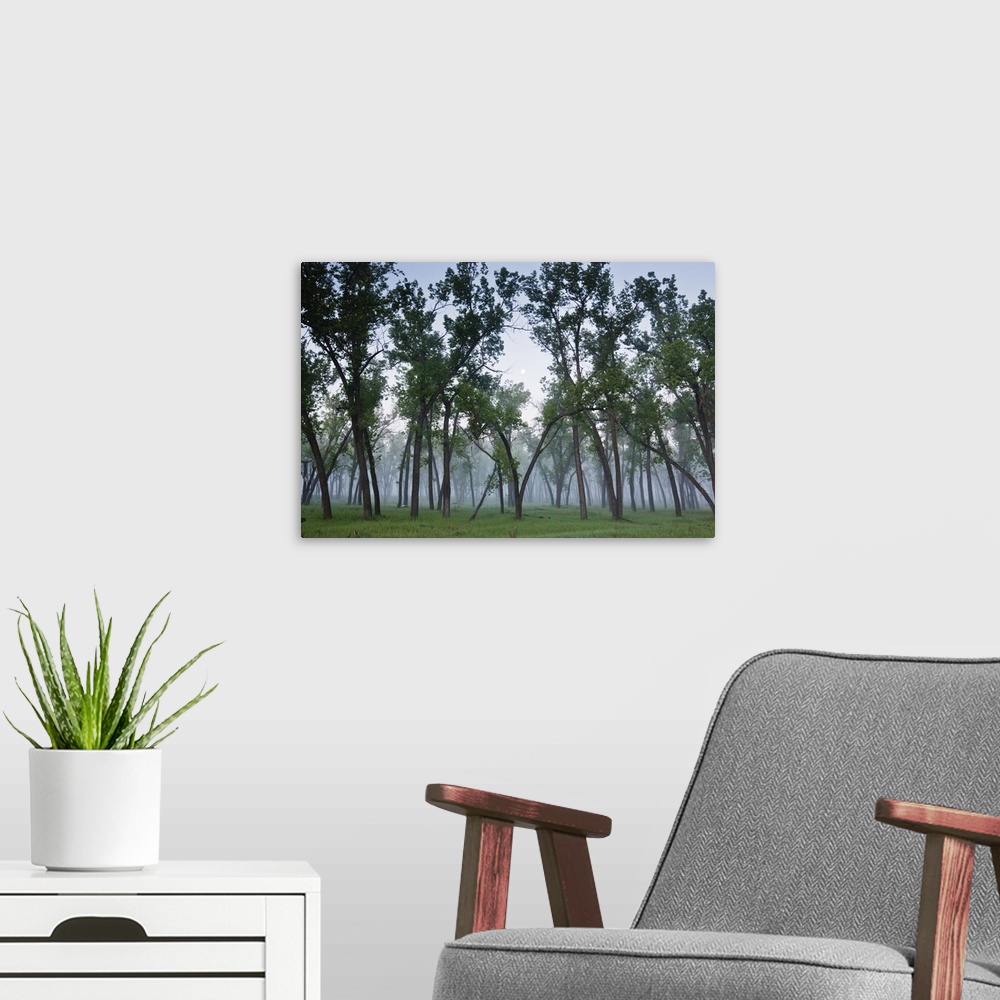 A modern room featuring Cottonwood Trees (Populus deltoides)  and full moon in the Little Missouri River bottom, North Da...