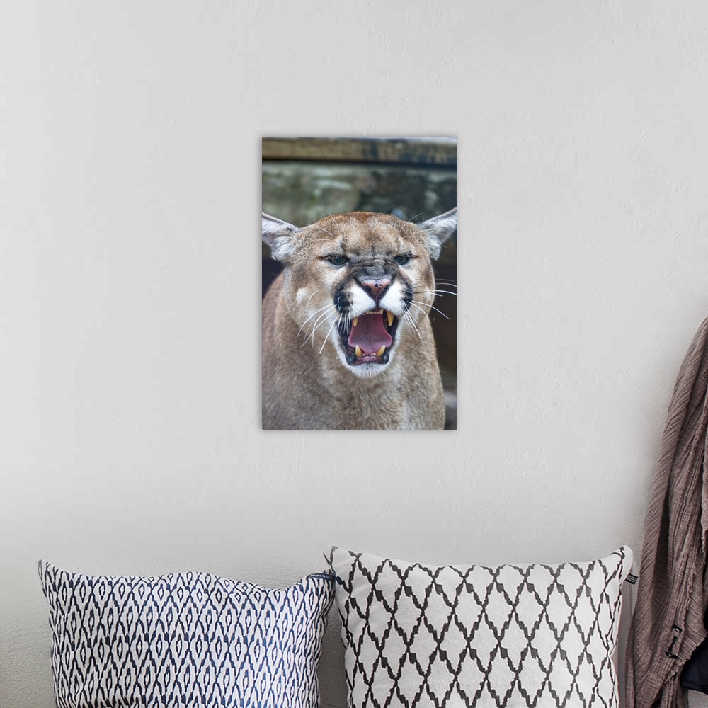 A bohemian room featuring Cougar, mountain lion, Florida panther, Puma concolor, has greatest distribution among all mammal...