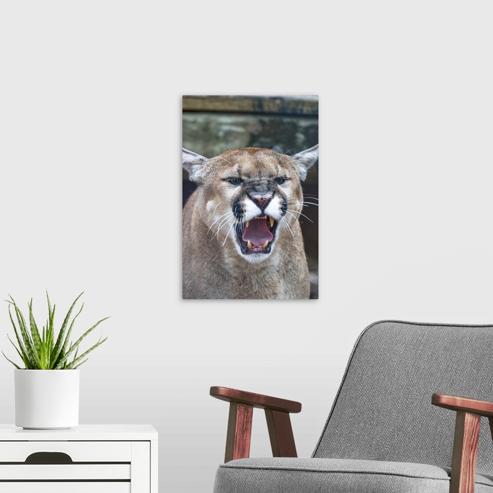 A modern room featuring Cougar, mountain lion, Florida panther, Puma concolor, has greatest distribution among all mammal...