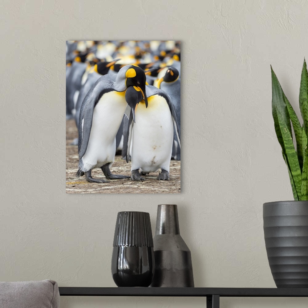 A modern room featuring Courtship display. King Penguin on Falkland Islands.