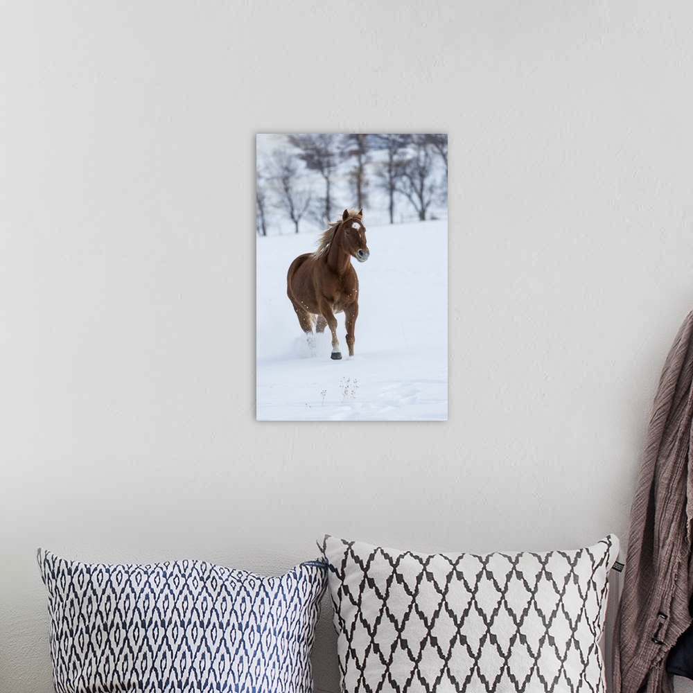 A bohemian room featuring Cowboy horse drive on Hideout Ranch, Shell, Wyoming. Single horse running in snow.