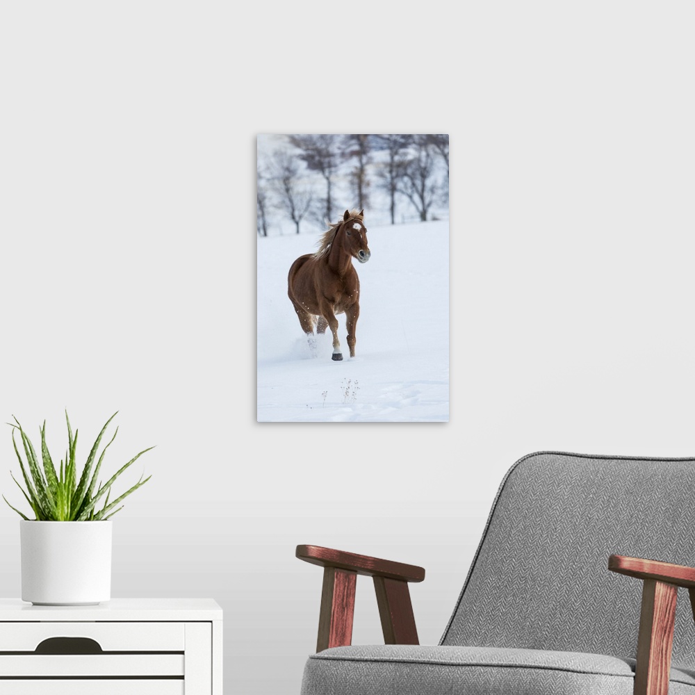 A modern room featuring Cowboy horse drive on Hideout Ranch, Shell, Wyoming. Single horse running in snow.
