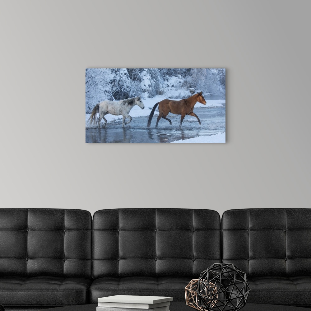 A modern room featuring Cowboy horse drive on Hideout Ranch, Shell, Wyoming. Horses crossing Shell Creek in winter.