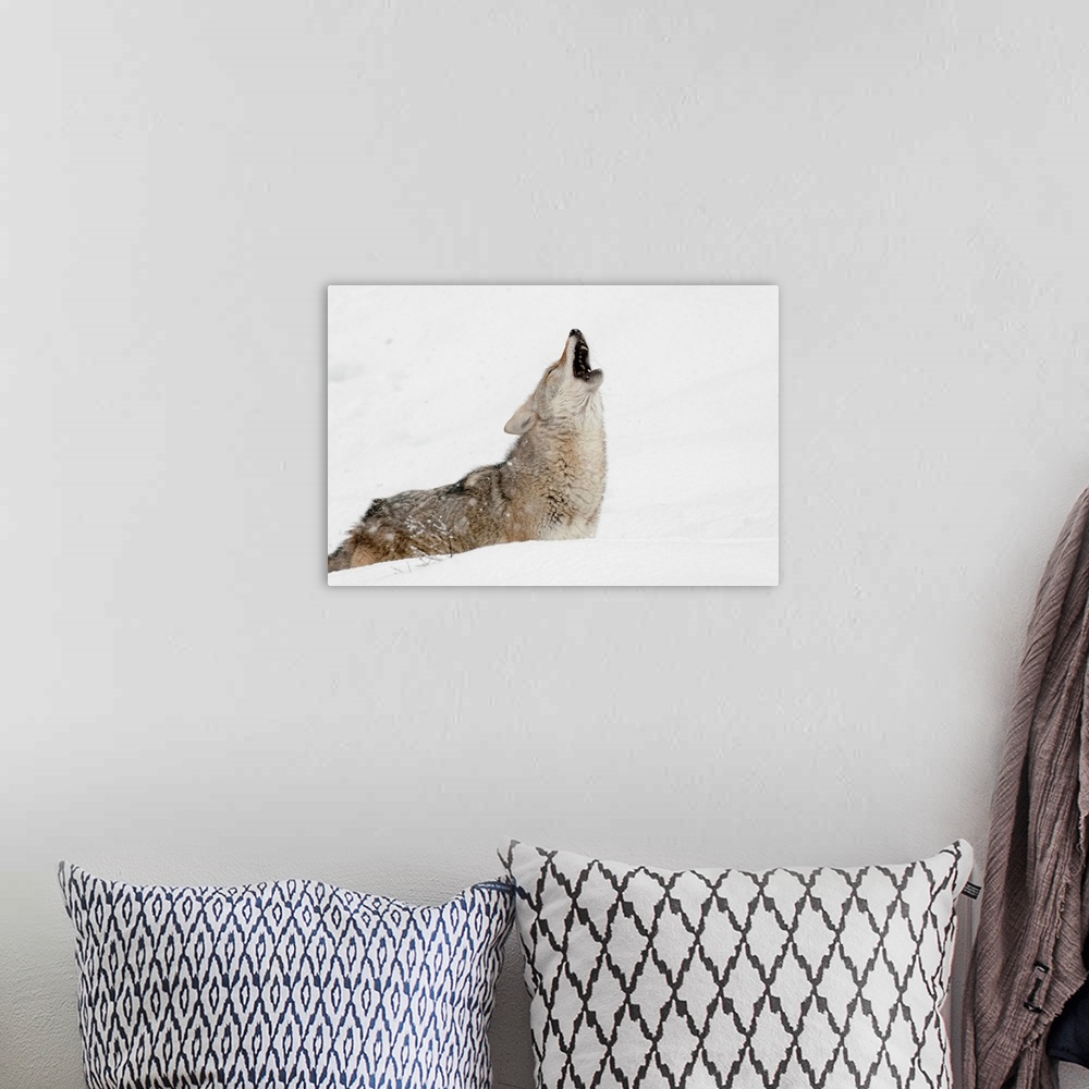 A bohemian room featuring Coyote howling in snow, (Captive) Montana-Canis latrans-Canid--