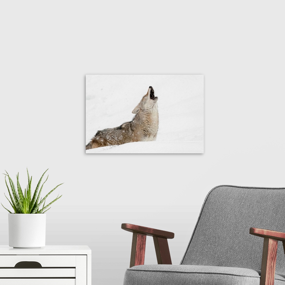 A modern room featuring Coyote howling in snow, (Captive) Montana-Canis latrans-Canid--