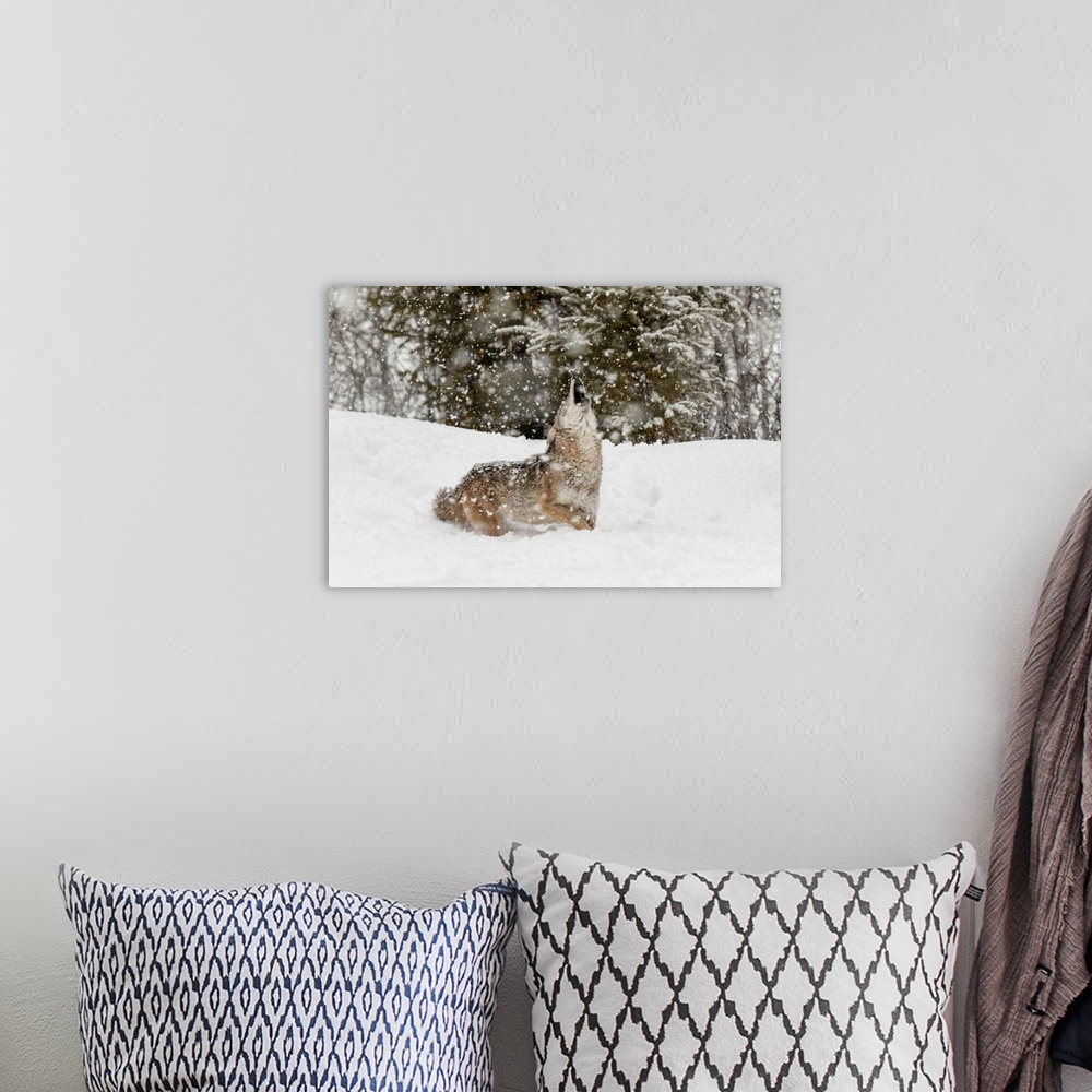 A bohemian room featuring Coyote in snow, (Captive) Montana-Canis latrans-Canid--