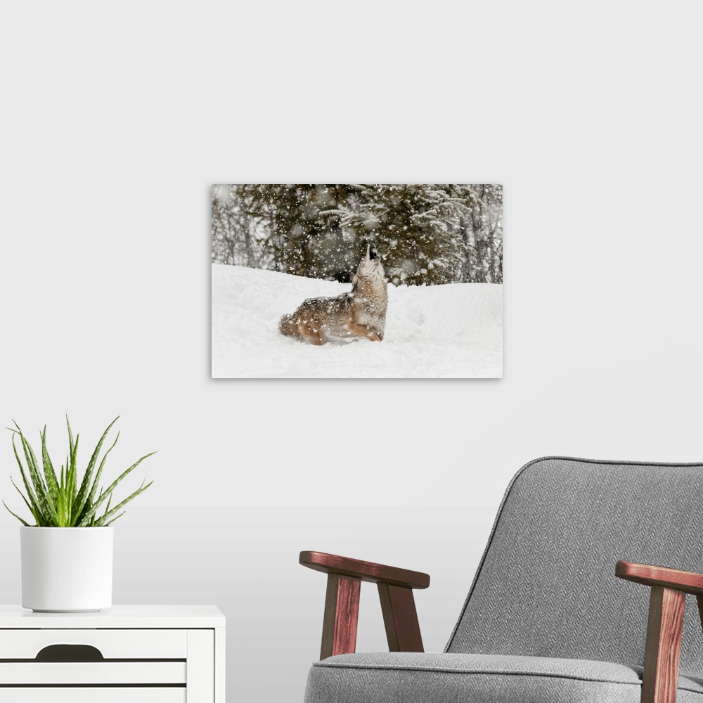 A modern room featuring Coyote in snow, (Captive) Montana-Canis latrans-Canid--