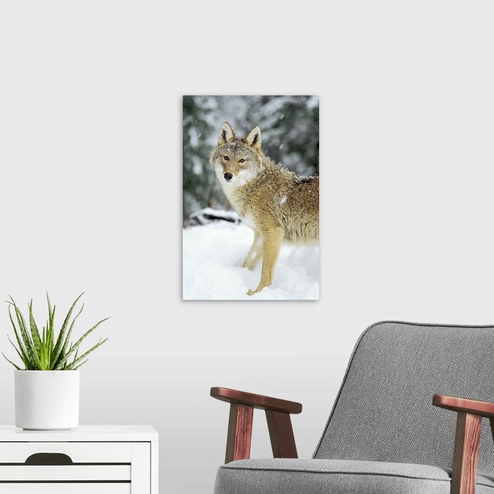 A modern room featuring Coyote (Canis latrans) in the snow in the foothills of the Takshanuk mountains, northern southeas...