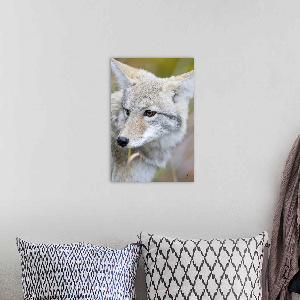 A bohemian room featuring Coyote portrait during snow squall in Glacier National Park in Montana