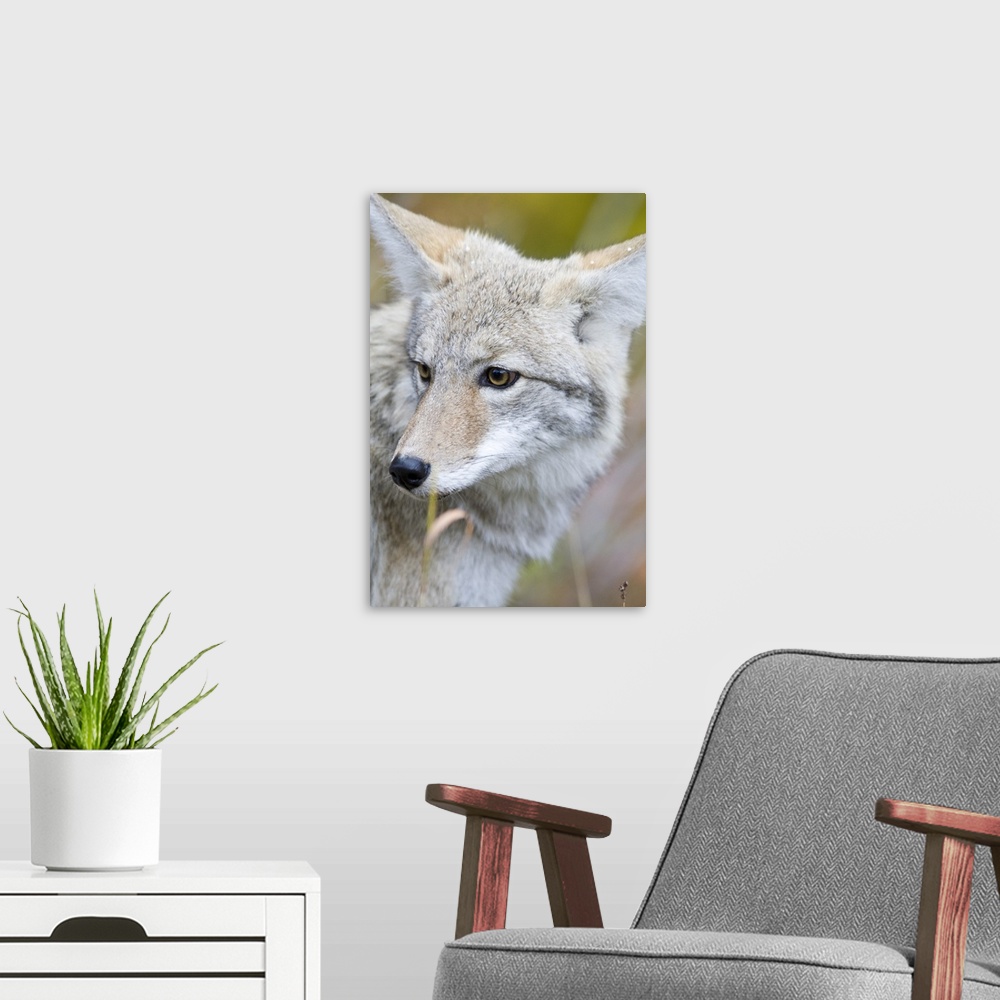 A modern room featuring Coyote portrait during snow squall in Glacier National Park in Montana