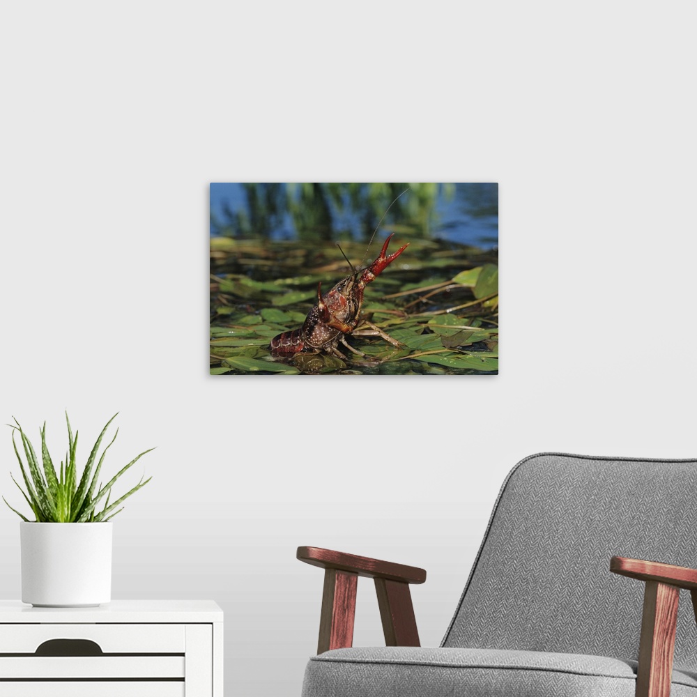 A modern room featuring Crayfish, Crawfish,  Astacidae, adult in defensive pose, Sinton, Coastel Bend, Texas, USA, April ...