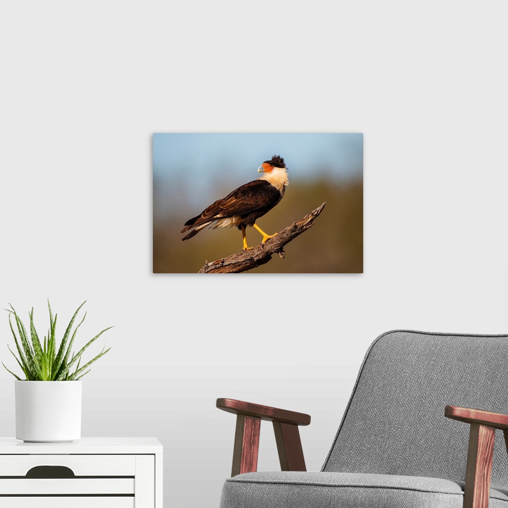 A modern room featuring Crested Caracara (Caracara cheriway) perched