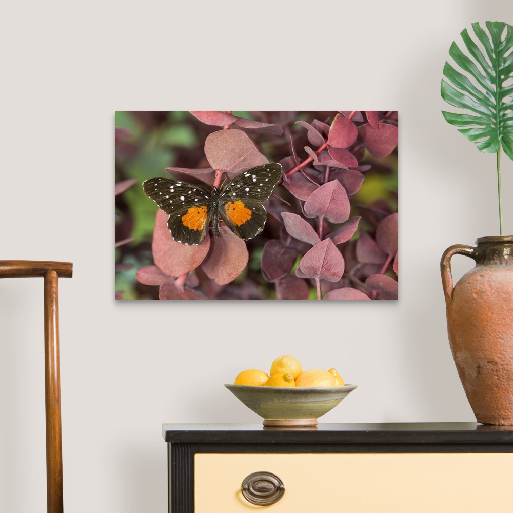 A traditional room featuring Crimson Patch Butterfly, Cholsyne janais, a New World Butterfly.
