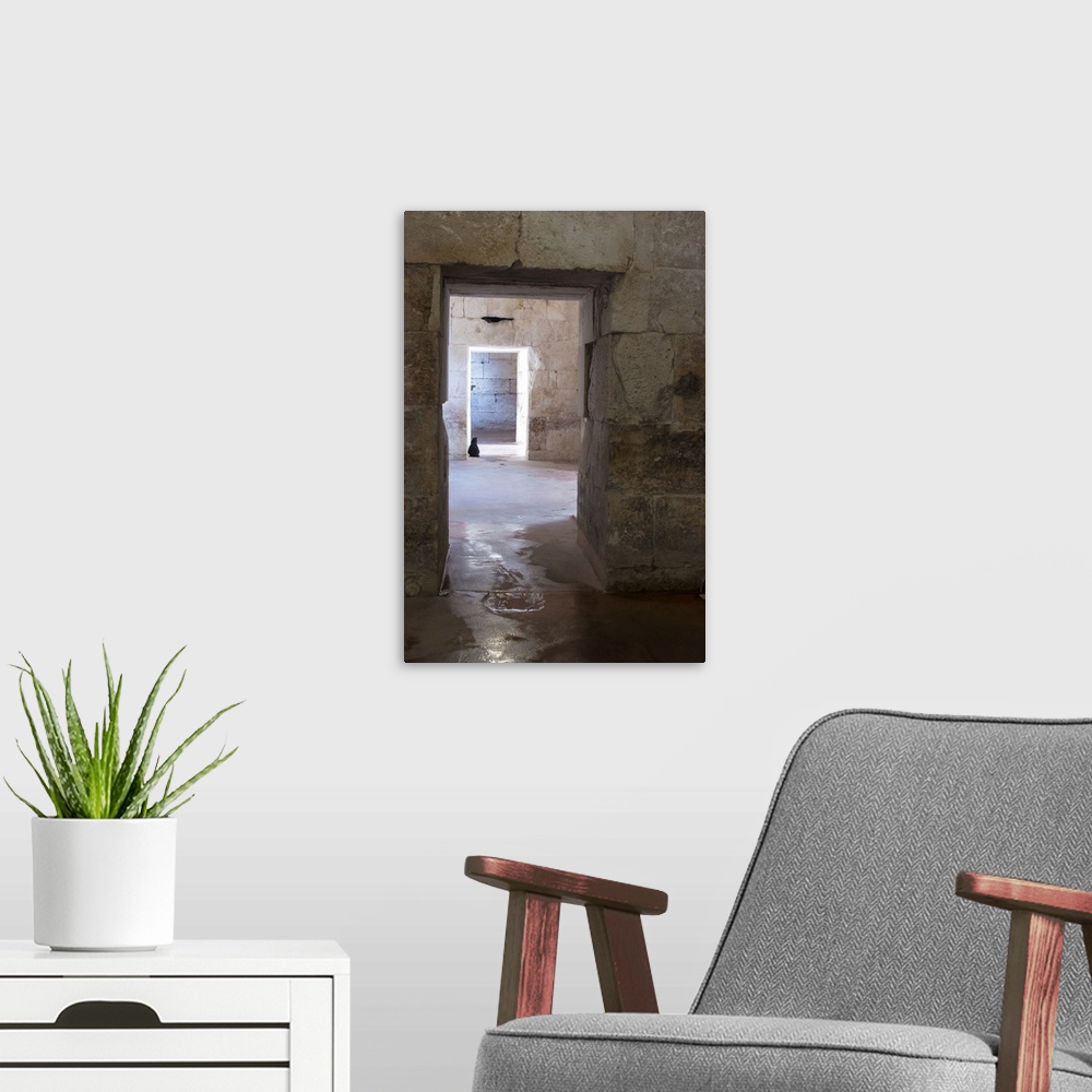 A modern room featuring Croatia, Split, Feral Cat Stands Watch At Cellar Doorway Diocletian Palace