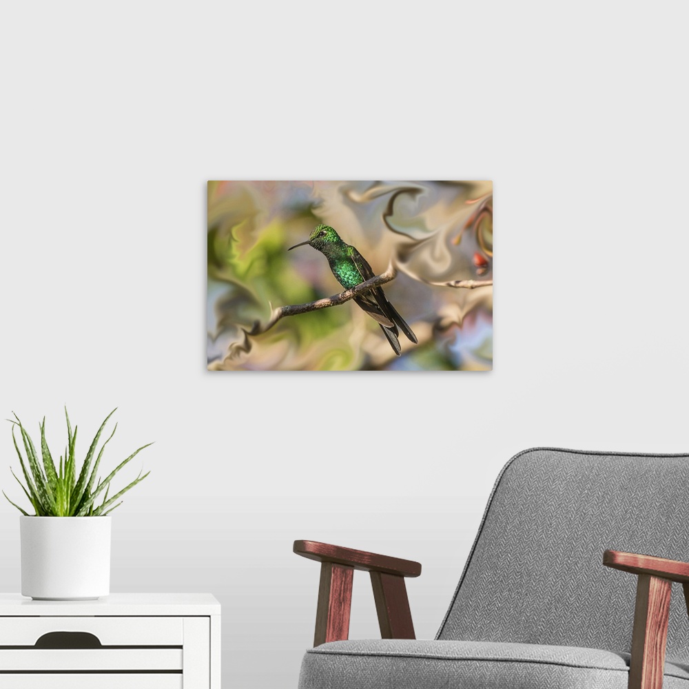 A modern room featuring Cuba, An Artistic Rendering Of A Bee Hummingbird