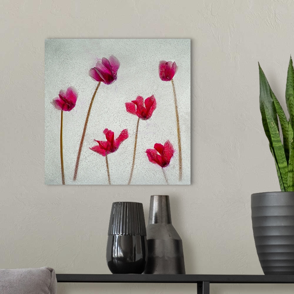 A modern room featuring Cyclamen flowers in ice. Nature, Flora.