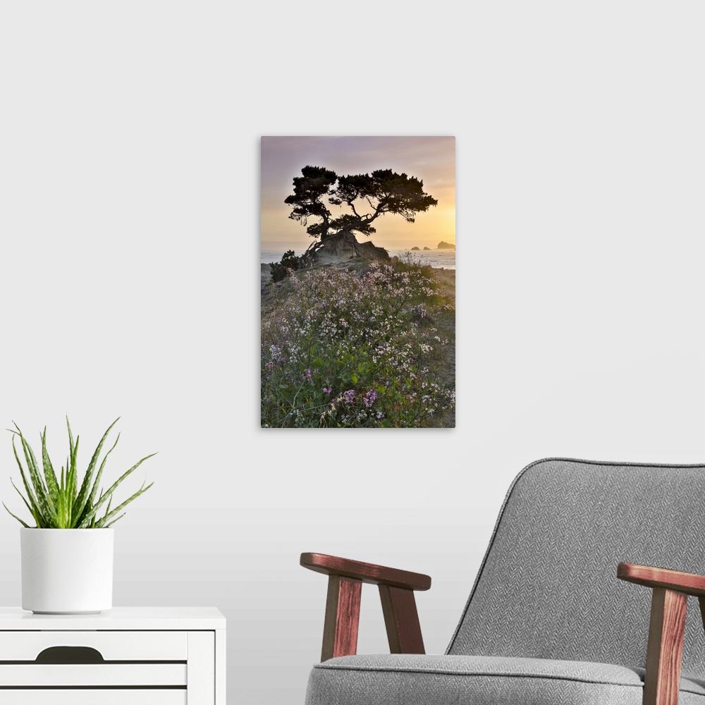 A modern room featuring Cypress tree at sunset along the Northern California coastline, Crescent City, California
