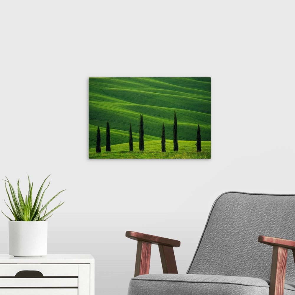 A modern room featuring Europe, Italy, Tuscany, Val d' Orcia. Cypress trees and wheat field. Credit: Jim Nilsen