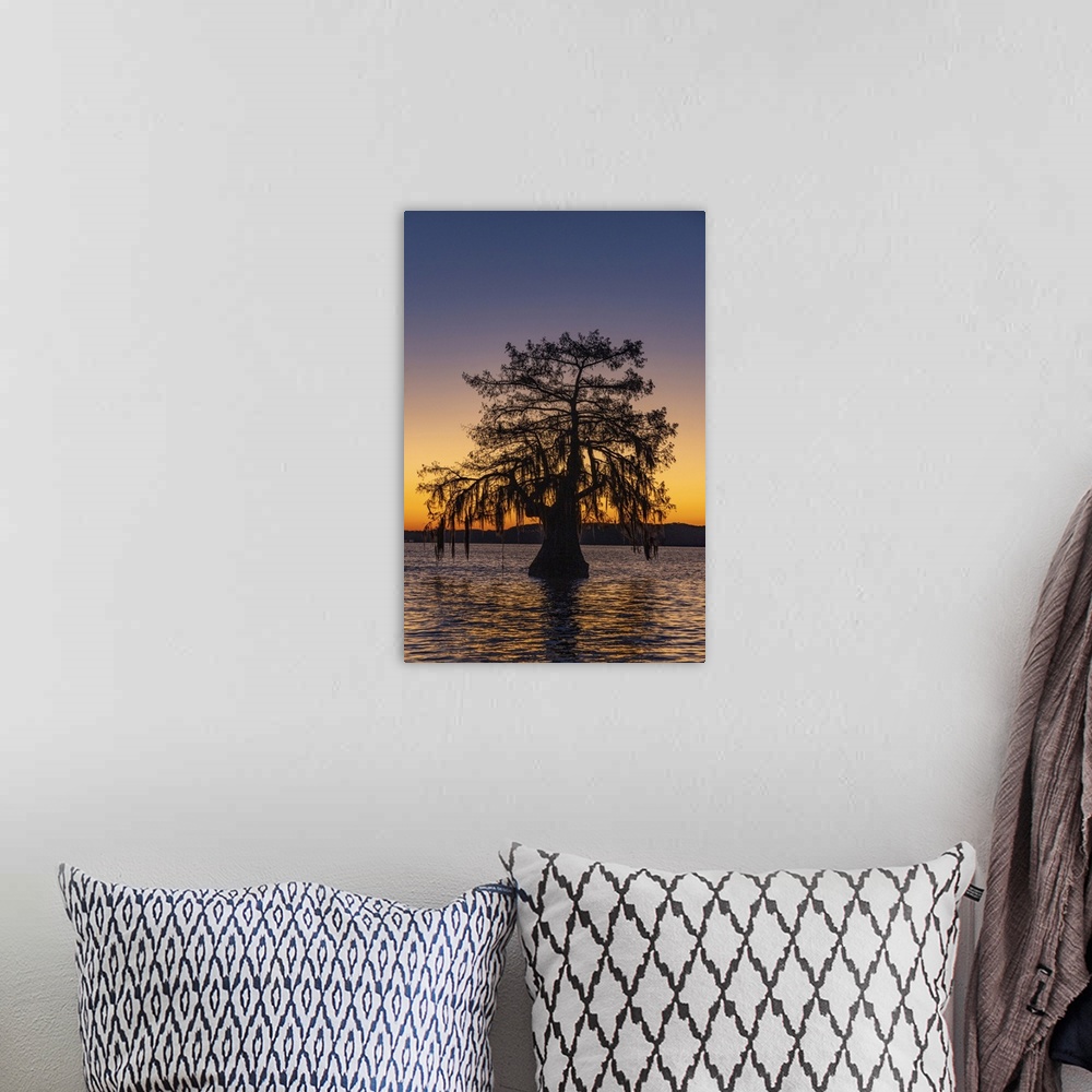 A bohemian room featuring Cypress trees silhouetted at sunrise in autumn at Lake Dauterive near Loreauville, Louisiana, USA.