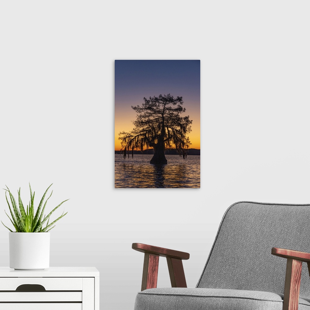 A modern room featuring Cypress trees silhouetted at sunrise in autumn at Lake Dauterive near Loreauville, Louisiana, USA.