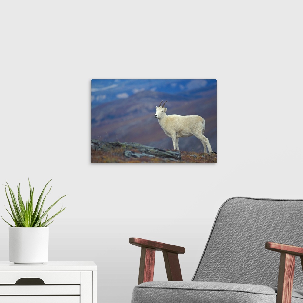 A modern room featuring Dall sheep (Ovis dalli), ewe on Mount Margaret, Denali National Park, Interior, Alaska.