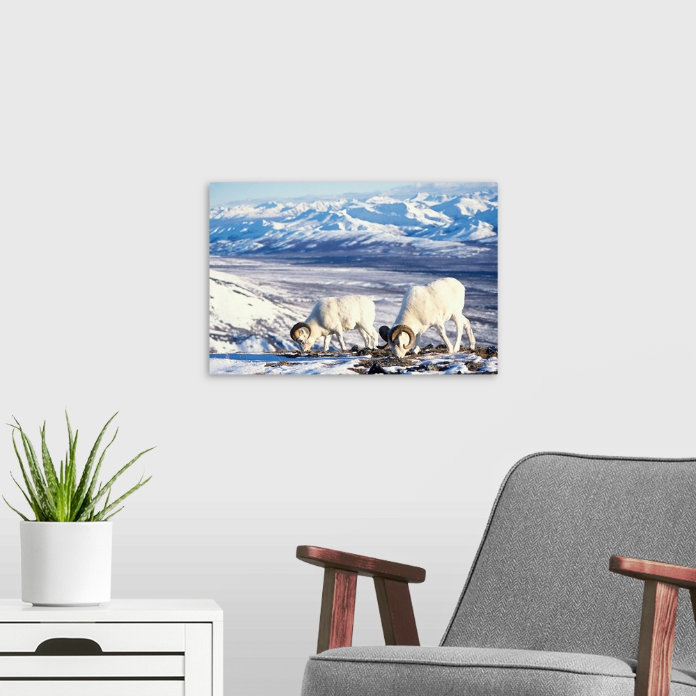 A modern room featuring Dall sheep (Ovis dalli) pair foraging on a snow-covered hillside in Denali National Park, Interio...