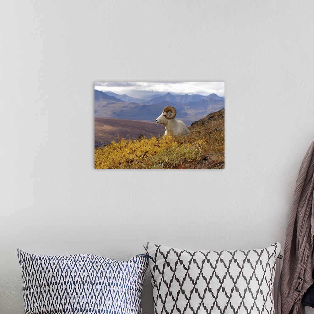 A bohemian room featuring Dall Sheep (Ovis dalli) ram resting on a hillside during fall colors, Mount Margaret, Denali Nati...