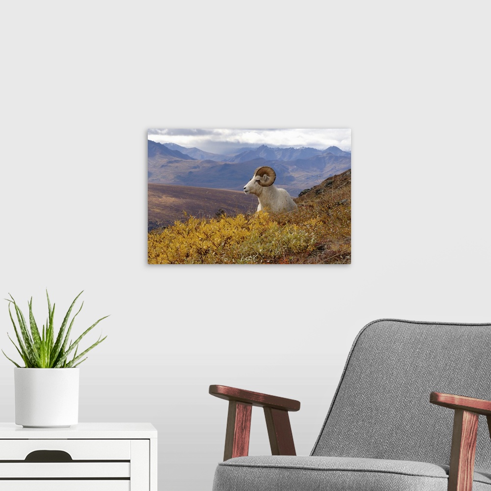 A modern room featuring Dall Sheep (Ovis dalli) ram resting on a hillside during fall colors, Mount Margaret, Denali Nati...