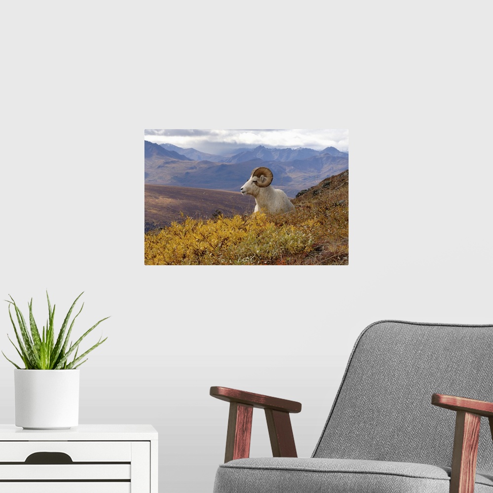 A modern room featuring Dall Sheep (Ovis dalli) ram resting on a hillside during fall colors, Mount Margaret, Denali Nati...