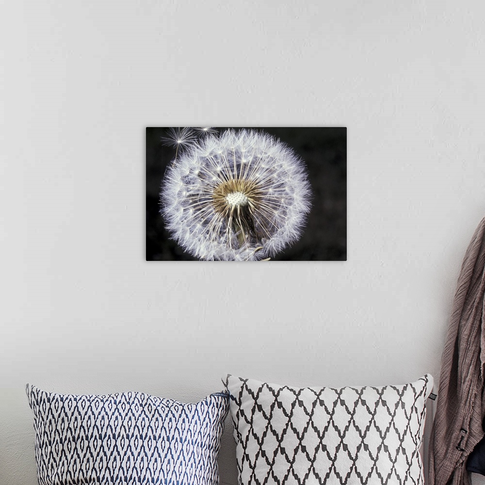 A bohemian room featuring Dandelion seeds