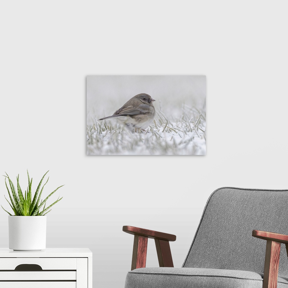 A modern room featuring Dark-eyed Junco on the ground in snow. Nature, Fauna.