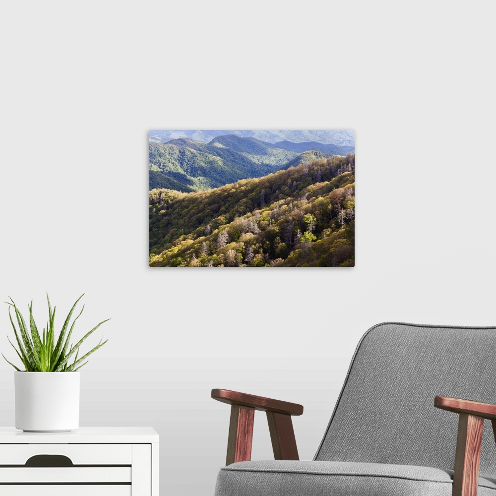 A modern room featuring Deep Creek Valley in early spring, Great Smoky Mountains National Park, North Carolina