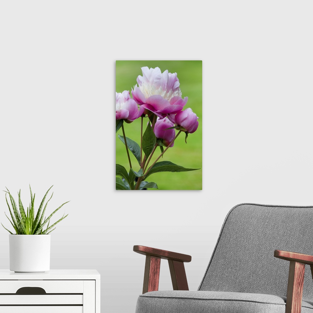 A modern room featuring Detail of peony flowers.