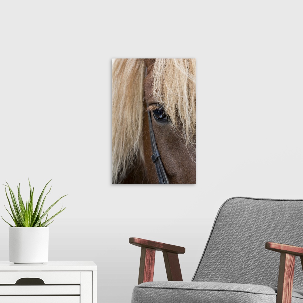 A modern room featuring Detail of sorrel horse with flax mane.