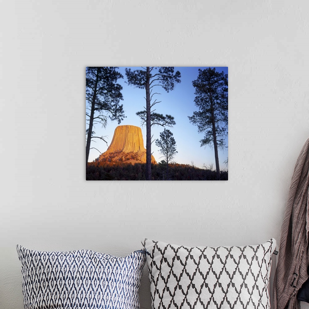 A bohemian room featuring Devils Tower National Monument, Wyoming. Devils Tower and ponderosa pines (Pinus ponderosa) at su...