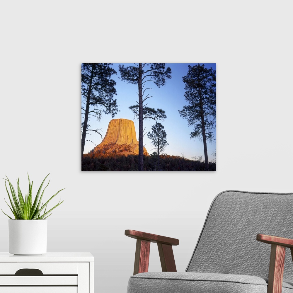 A modern room featuring Devils Tower National Monument, Wyoming. Devils Tower and ponderosa pines (Pinus ponderosa) at su...