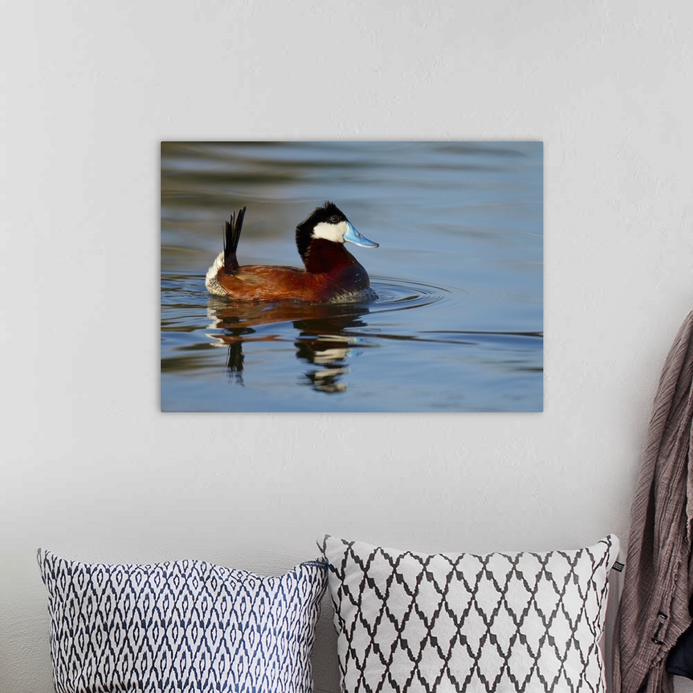 A bohemian room featuring Displaying Male Ruddy duck on Bird viewing preserve in Henderson, Nevada.  (Just outside of Las V...