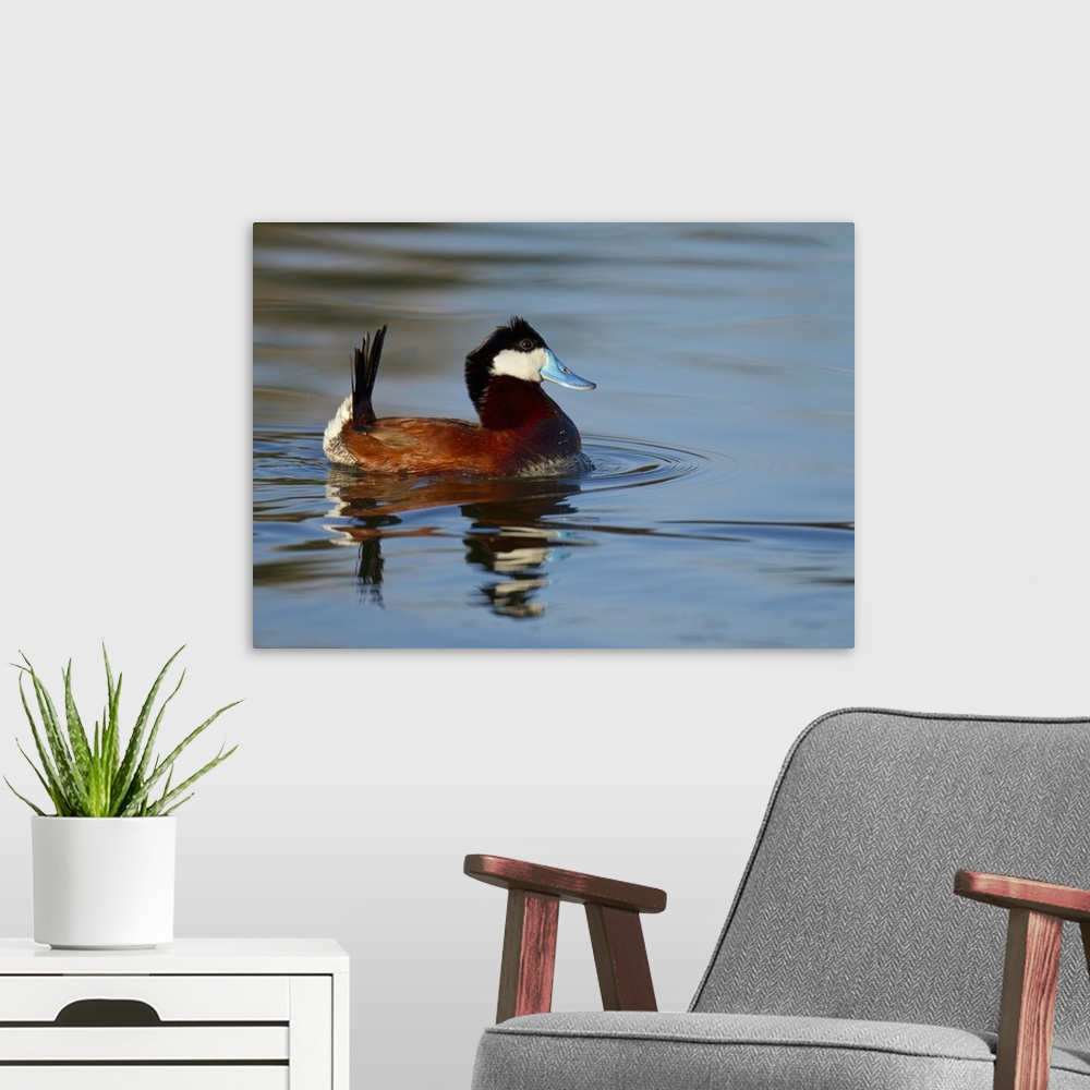 A modern room featuring Displaying Male Ruddy duck on Bird viewing preserve in Henderson, Nevada.  (Just outside of Las V...